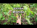 Guida Semplice | Pomodoro Verticale a Due Branche [1]