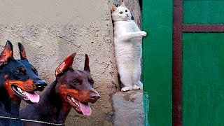 Funny animals  Funny cats / dogs  Funny animal videos 83