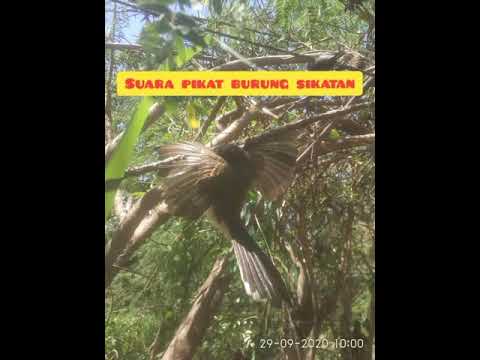 suara burung sikatan kejepit