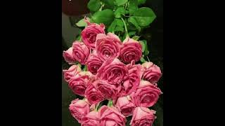 Эти розы для тебя Виктор Лекарь 🇹🇷🇦🇿Монтаж Байрам Байрам