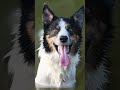 Por Que Seu Cachorro Fica Com a Língua Para Fora? (Não é Só Calor!) #cachorro #petsfofinhos