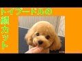 トイプードルのテディベア顔のカット（基本編）"Toy poodle of the face of the cut, teddy bear style Basic Administration"