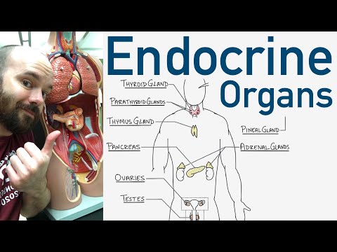 Endocrine Organs - Best Way To Learn All The Endocrine Organs And What They Do