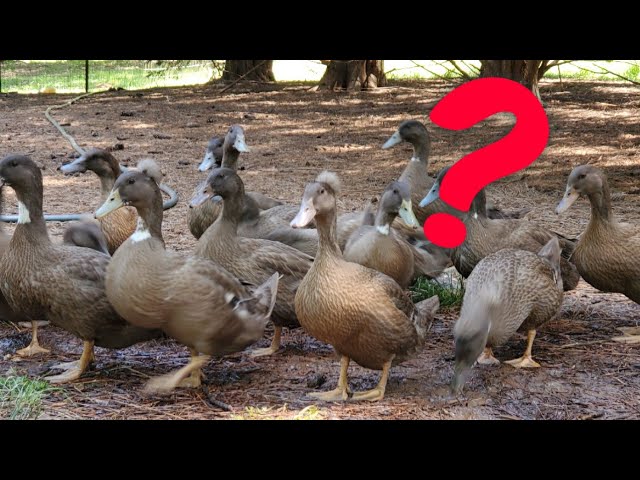 Do Ducks Eat Tomatoes Youtube
