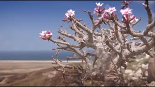 O berço da Rosa do Deserto: a ilha de Socotra (A Jornada da Vida) - thptnganamst.edu.vn