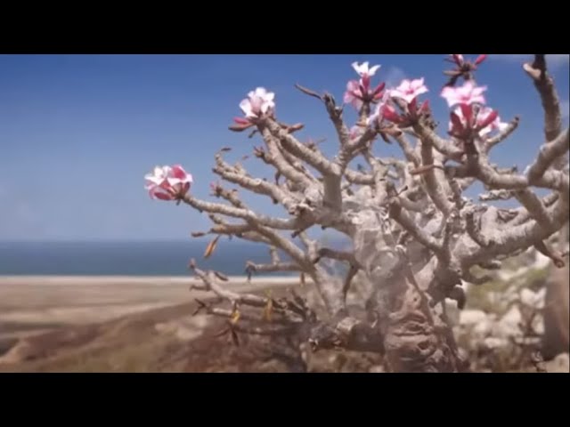 O berço da Rosa do Deserto: a ilha de Socotra (A Jornada da Vida) - thptnganamst.edu.vn