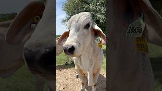 Roco 333/8 la promesa de Rio Ranch 🇺🇸 #razascebuinas #animals #facebook #instagram #top #video