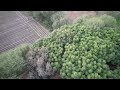Tricky drone landing into wild green fodder forest!
