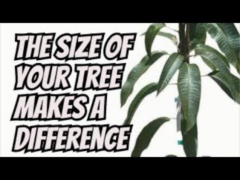 What Size Fruit Trees Is Best To Buy
