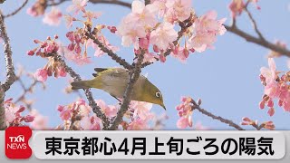 東京都心で４月上旬ごろの陽気（2022年2月27日）