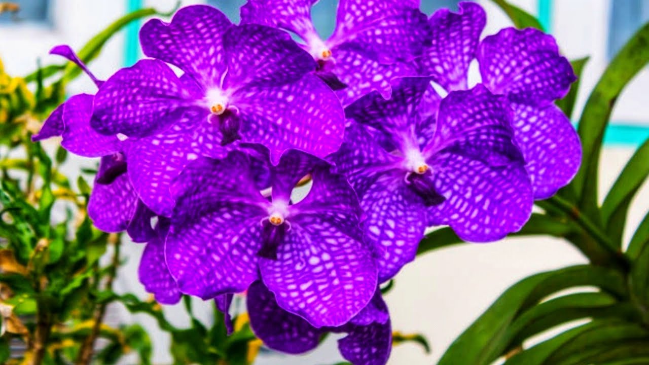 Orchid Flower Meaning In Bengali Best Flower Site