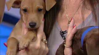 Adopt a pet: Meet the Humane Society's newest arrivals