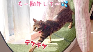 本日も女王猫の回し車を回させて頂きます