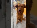 こんなかわいい野良犬がいたよ #野良犬 #かわいい #犬
