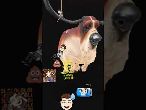 Vidéo: Snapchat Lance Des Lentilles Adaptées Aux Chiens