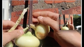 How I String Onions Quick And Easy Follow Along