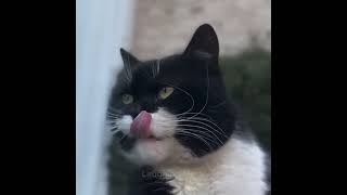 Daily Dose of Cat Life 😍#funnycatvideos #cutecats #funnycat #catfunny