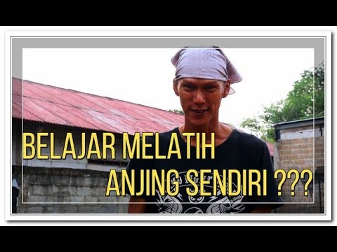 Video: Pelatihan Anjing Di Rumah: Aturan Dan Teknik Sederhana