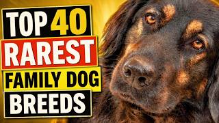 40 Rarest Family Dog Breeds You’ve NEVER Heard Of Before!