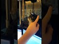 KELAKUAN LUCU HEWAN HEWAN #shorts #animals