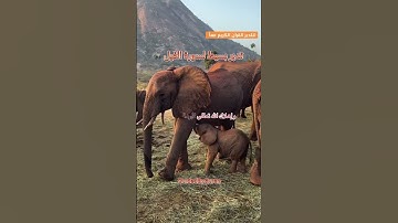 #تدبر_القرآن #سورة_الفيل #قرآن #القرآن_الكريم #قران_كريم #guidedbyalquran #shortvideo #quran #short