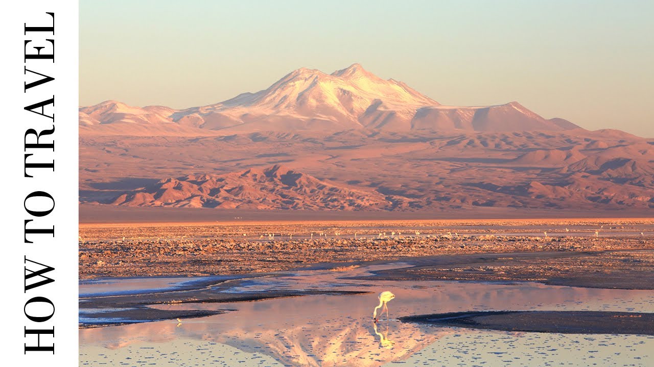 The Pink Flamingos of the Atacama Salt Flats YouTube