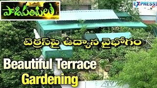 Beautiful & Wonderful Terrace Gardening by Rama Raju in Hyderabad : Paadi Pantalu | ExpressTV