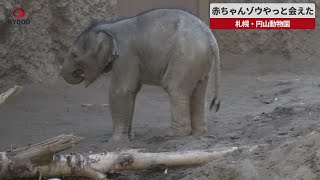 【速報】アジアゾウの赤ちゃん公開  札幌・円山動物園
