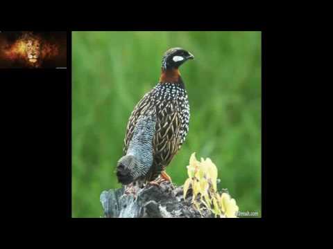 معلومات حول طائر الحجل و انواعه  720