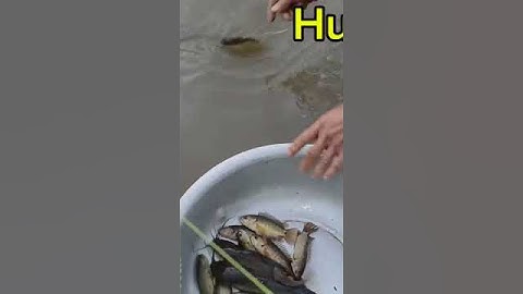 thăm lưới cá rô #shorts