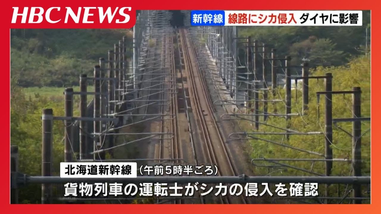 A freight train driver spots a deer on the Hokkaido Shinkansen