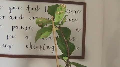 Tips to revive a dead fiddle leaf tree | FOX 7 Austin