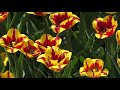 kilka minut z Dniem Tulipanów - A few minutes with Tulip Days - Spring 2019