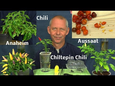 Video: Growing Chiltepins – Pflege von Chiltepin-Pfefferpflanzen