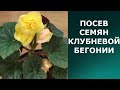 Посев семян клубневой бегонии.