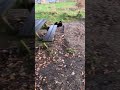 The most important (&amp; trained) command