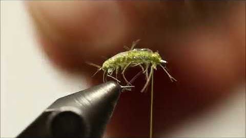 UV Straggle String Scud | One Minute Fly Tying Video | Interior Fly Fishing Co.
