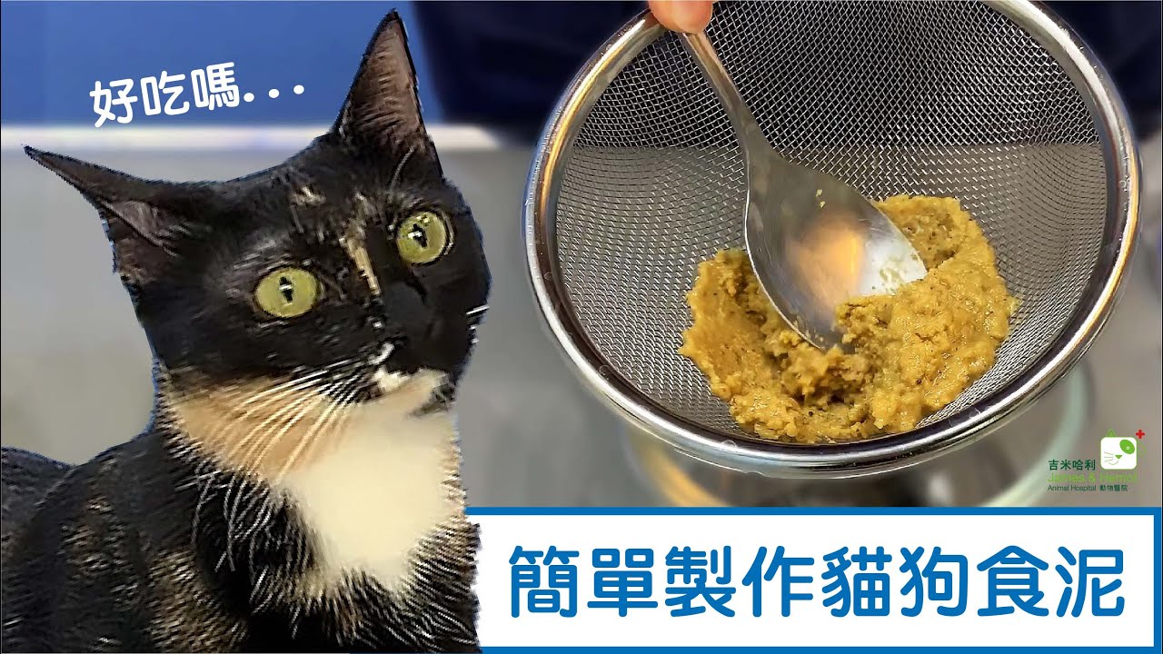 【吉米哈利動物醫院】貓狗食泥怎麼做? 灌食 食道胃管 腎貓 老貓 貓食泥