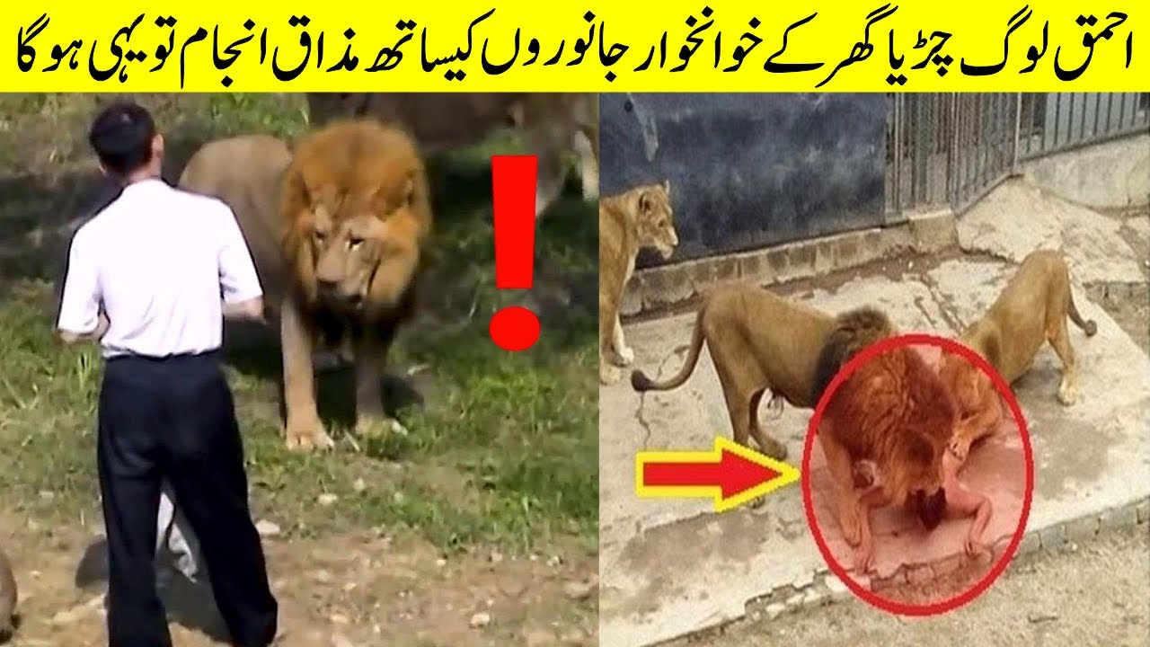 Top DUMBEST Zoo Guests || جانوروں کا مہمان بنو گے تو یہی ہوگا