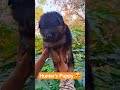 📞6264813598😍 #huntergsd #gsdpuppy #doglover #gsds #germanshepherd #subscribe #puppy #pets #cute #gsd