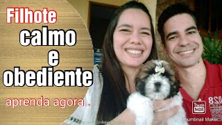 Como ter um cachorro  calmo e obediente