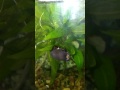 Nitrate Snail