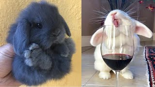 Cute Baby Animals Videos Compilation | Funny And Cute Moment Of The Animals #24 - Cutest Animals