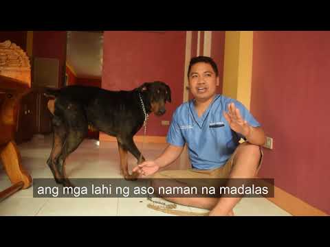 Video: Paano Ipinadala Ang Demodicosis Sa Mga Aso