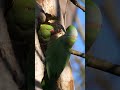 Rose-ringed Parakeets #shorts