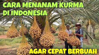 CARA MENANAM KURMA DI INDONESIA AGAR CEPAT BERBUAH, LENGKAP DENGAN REKOMENDASI JENIS KURMA