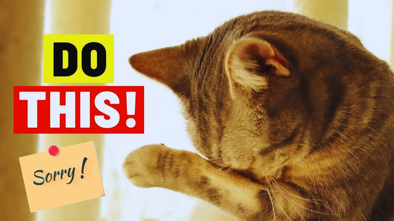 How to Apologize to Your Cat | Expert Tips
