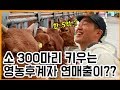 [축산] 영농후계자가 키우는 한우 300마리 농장 수익 전격 공개! / 귀농 정보