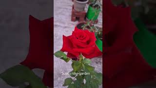 Red beauty #rose #gulab #nature #flowers #song #love #music #garden #rosecaring #terrace