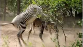 Sedgwick County Zoo Zebra's